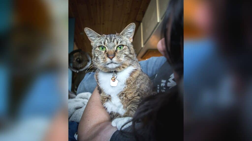 Photo is of our brown tabby cat cuddling with Hannah. The photo is taken from over hannahs left hand shoulder while she lays in bed with the cat laying next to her. Vanlife with a can is both challenging and amazing all at once.