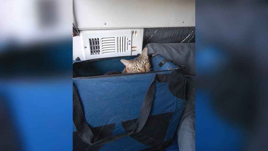 Photo is of our brown tabby cat sitting in a blue cat carrier. Vanlife with a cat requires you to have a safe place for your cat while driving.